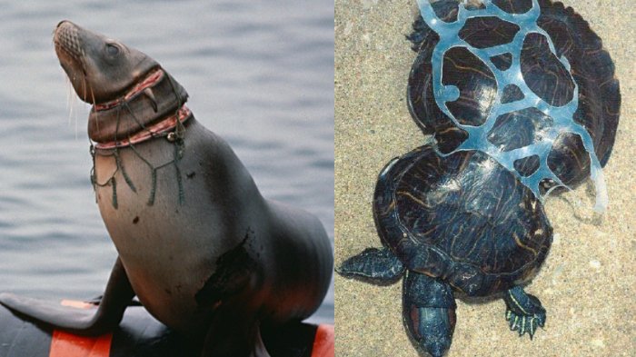 Lagi, Sampah Plastik Gegerkan Dunia Maya